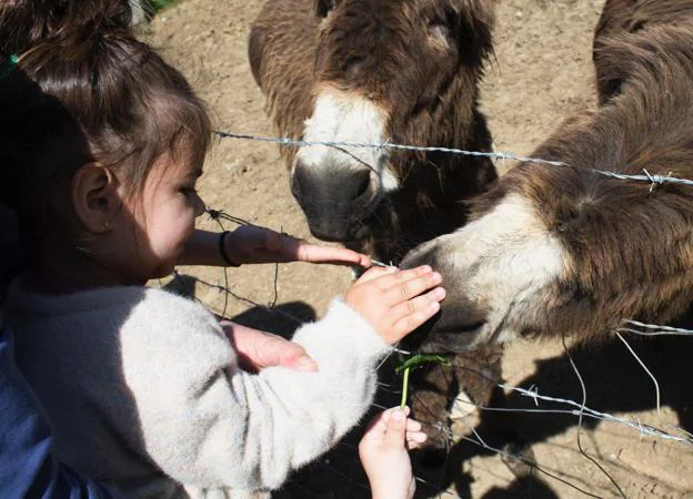 Los niños siempre disfrutan con los animales y en Cantabria es fácil encontrarse con estas estampas. Cabárceno, el zoo de Santillana, el Oceanográfico o el Fluviarium de Liérganes son algunos de los sitios para disfrutar en familia, aunque basta con recorrer las zonas rurales para que los pequeños disfruten viendo vacas, ovjeas o burritos, como India en esta imagen.