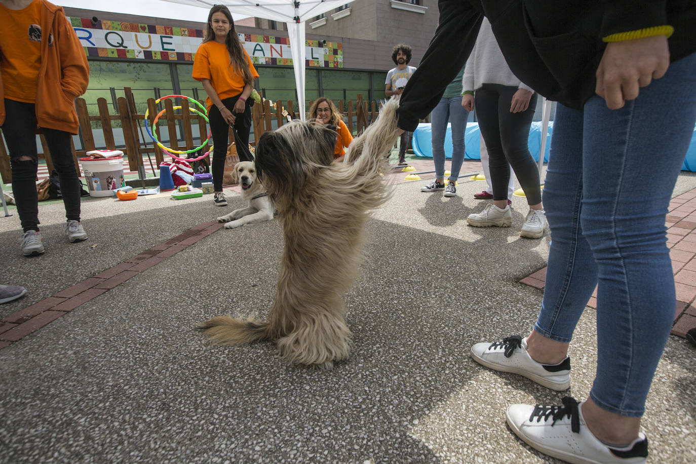 Fotos: Ayuda canina para los niños de Valdecilla