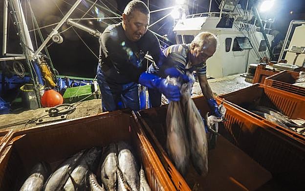 Dos hombres realizan una descarga reciente de bonito en el puerto de Santoña.