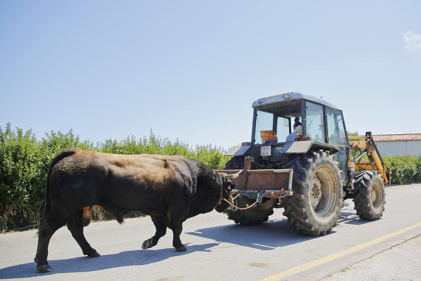 Un toro es conducido por un tractor hasta uno de los prados en Gerra.