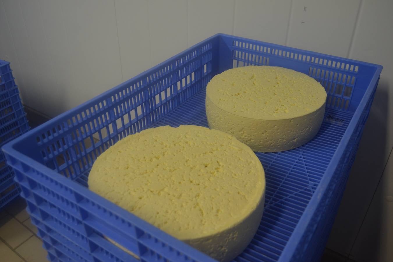 Fotos: El mejor queso de Cantabria de 2019 se elabora en Tresviso