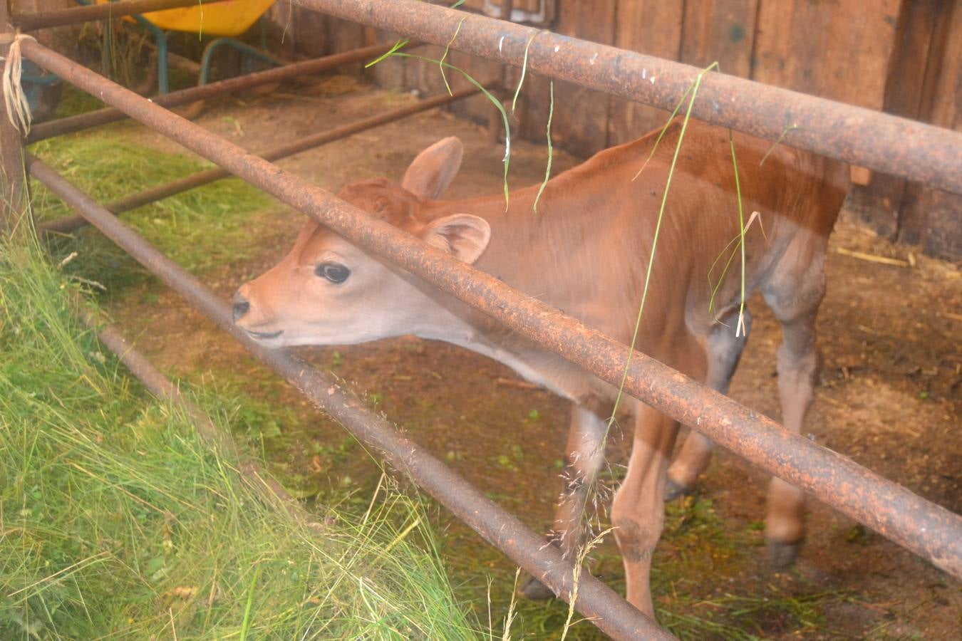 Fotos: El mejor queso de Cantabria de 2019 se elabora en Tresviso