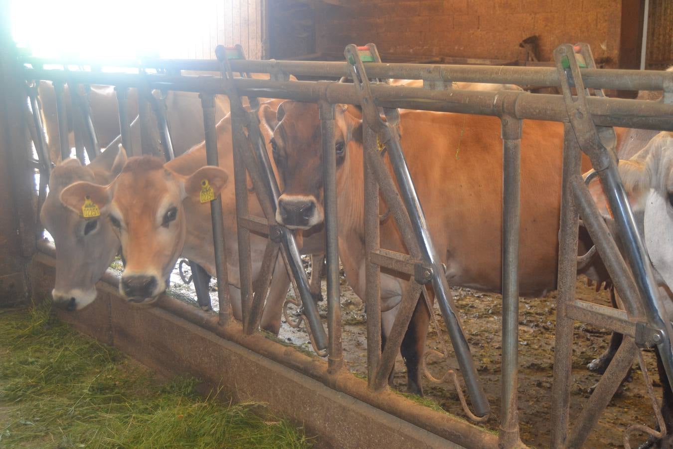 Fotos: El mejor queso de Cantabria de 2019 se elabora en Tresviso