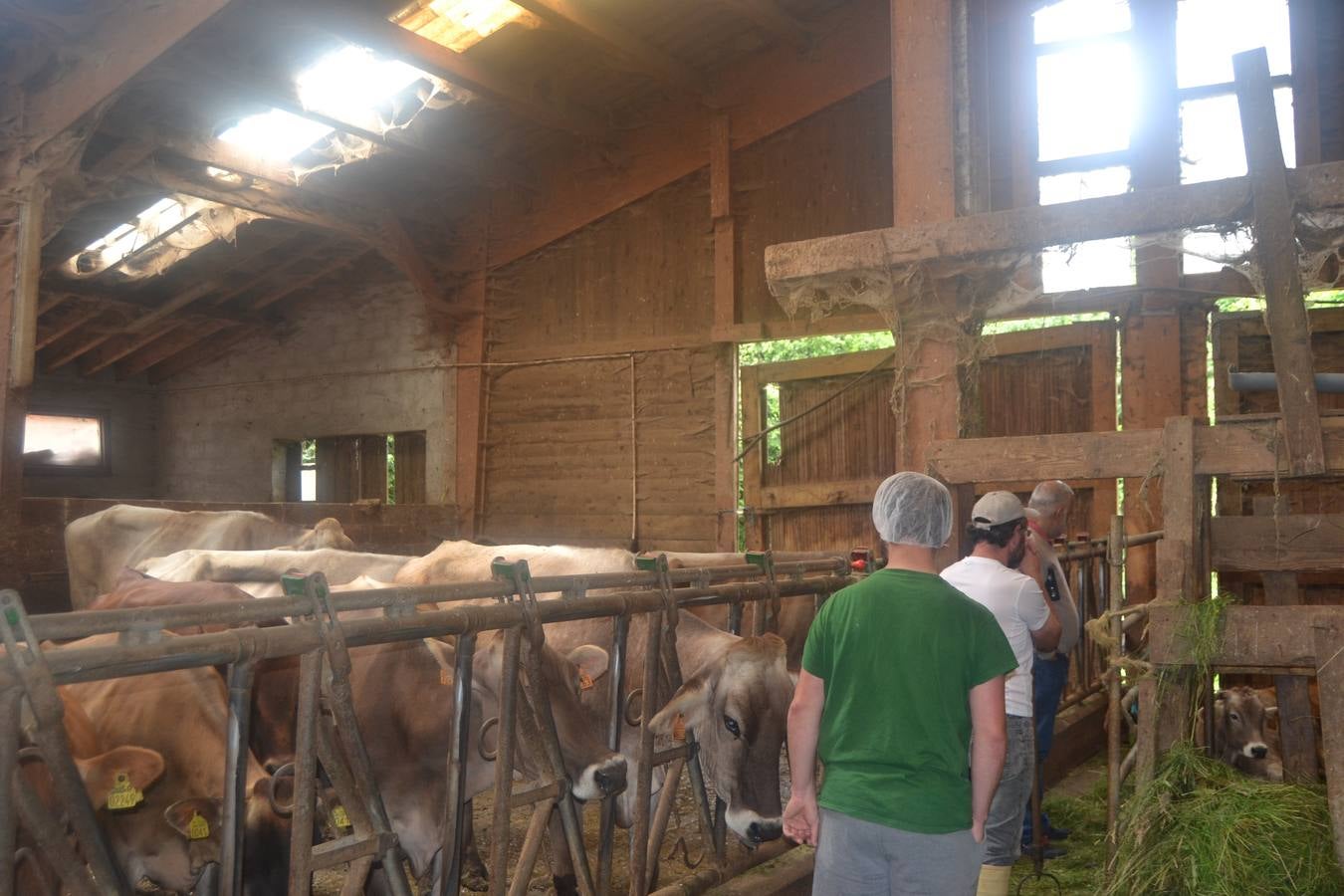 Fotos: El mejor queso de Cantabria de 2019 se elabora en Tresviso