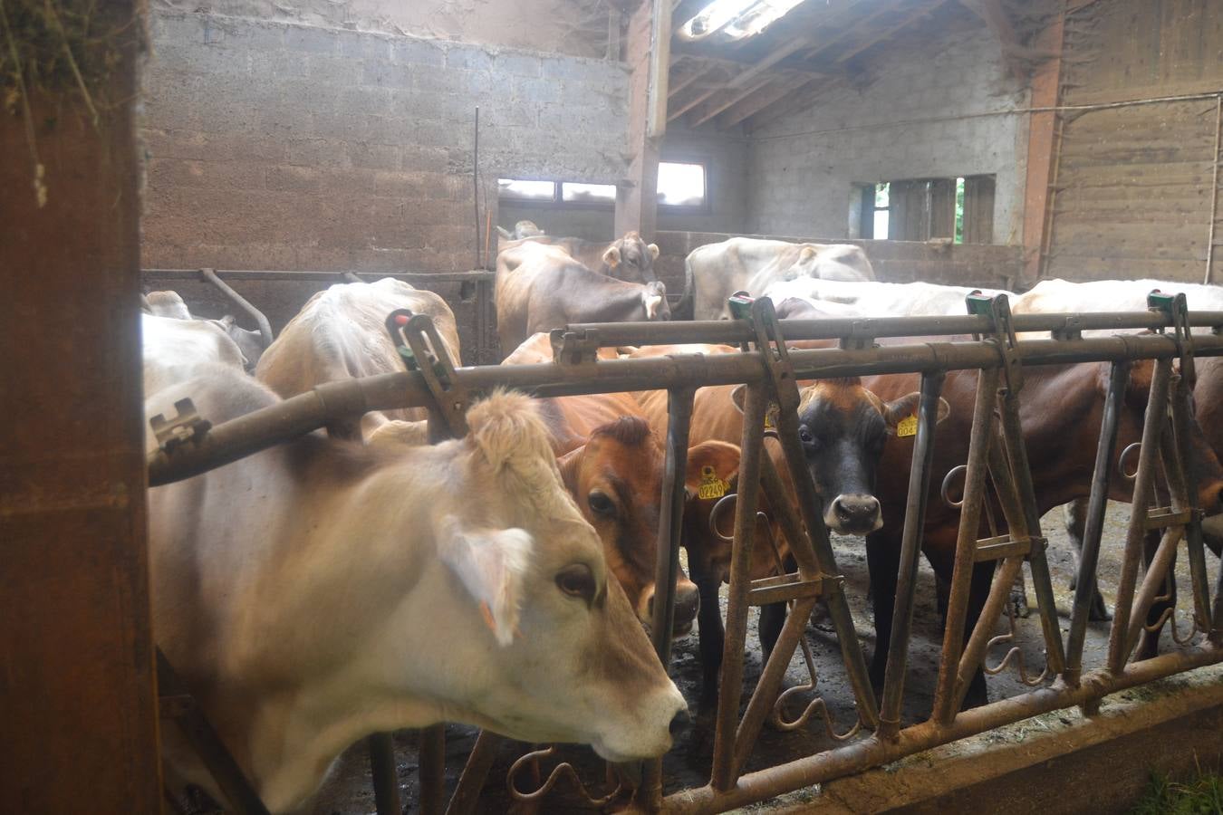 Fotos: El mejor queso de Cantabria de 2019 se elabora en Tresviso