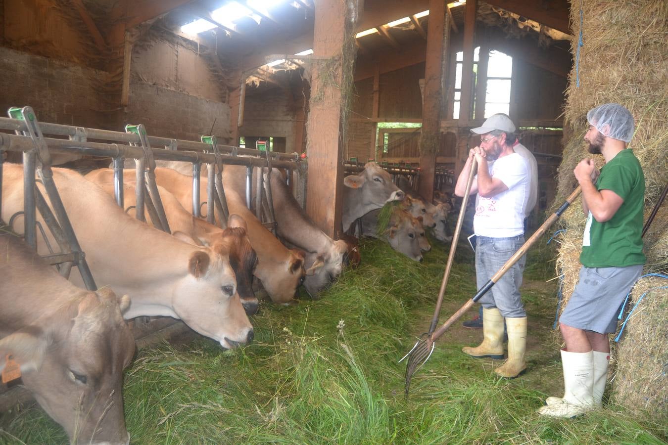 Javier y César observan como las vacas se alimentan de la hierba recién cortada. 