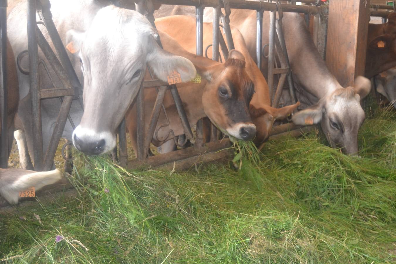 Fotos: El mejor queso de Cantabria de 2019 se elabora en Tresviso