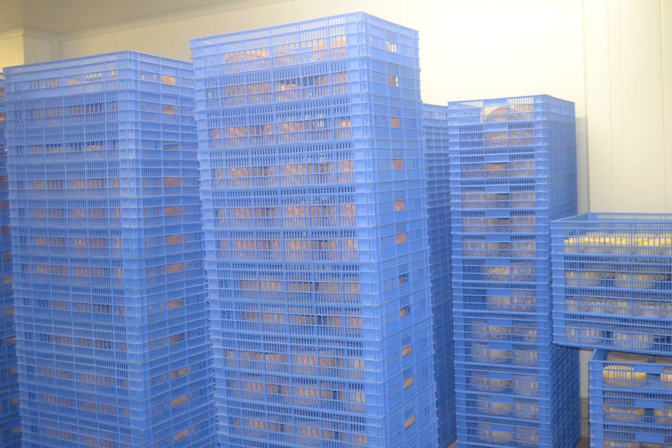 El queso madura entre dos y tres meses antes de salir al mercado. 