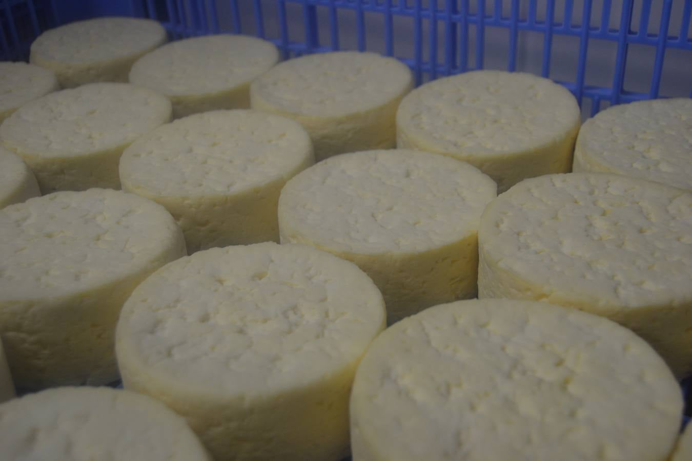 El queso madura entre dos y tres meses antes de salir al mercado. 