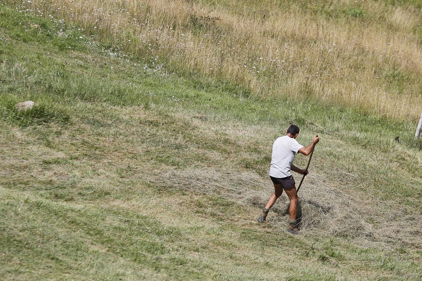 Pedro atropa la hierba con ayuda del rastro.