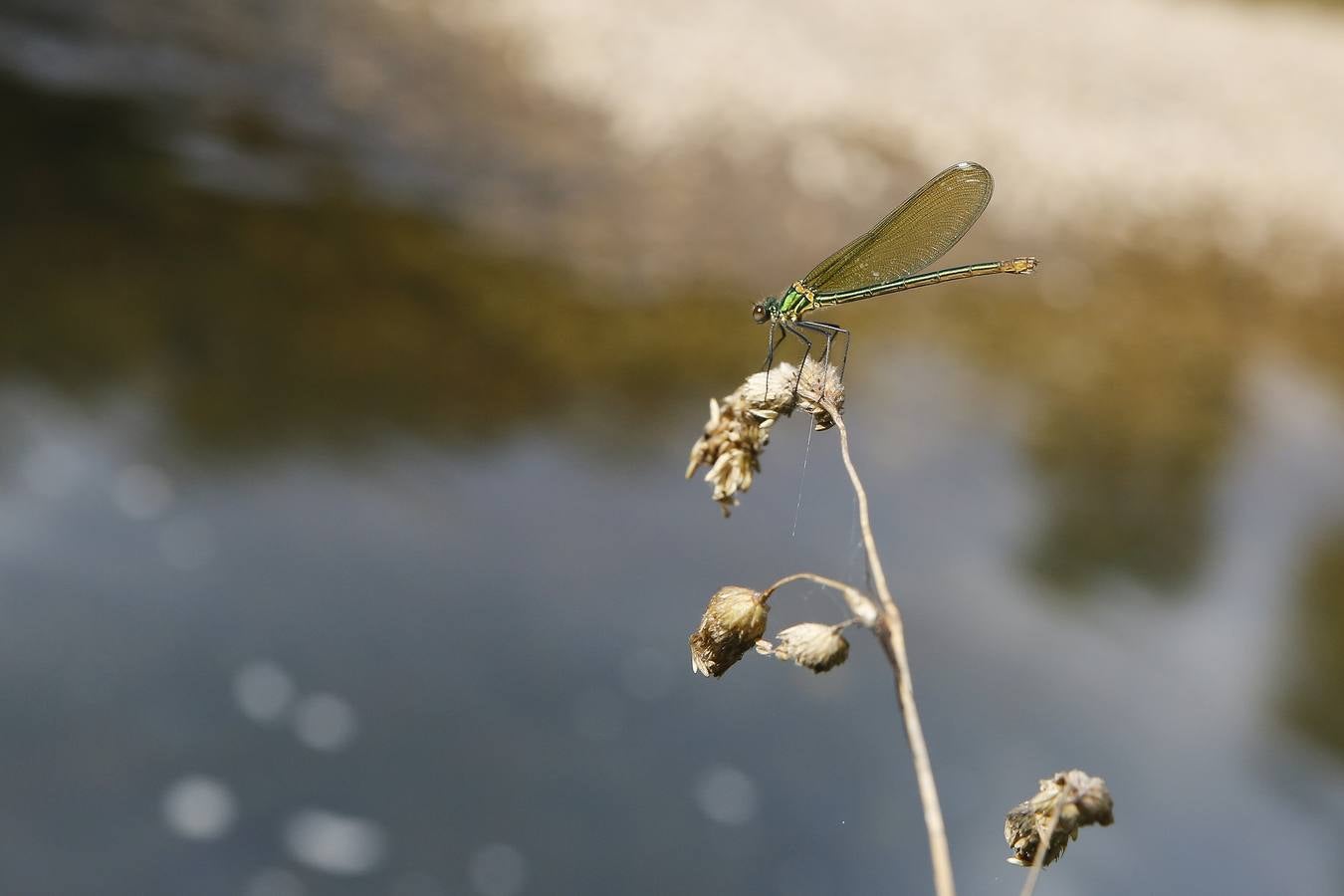 La margen por la que discurre la senda esta llena de insectos vistosos, como esta libélula.