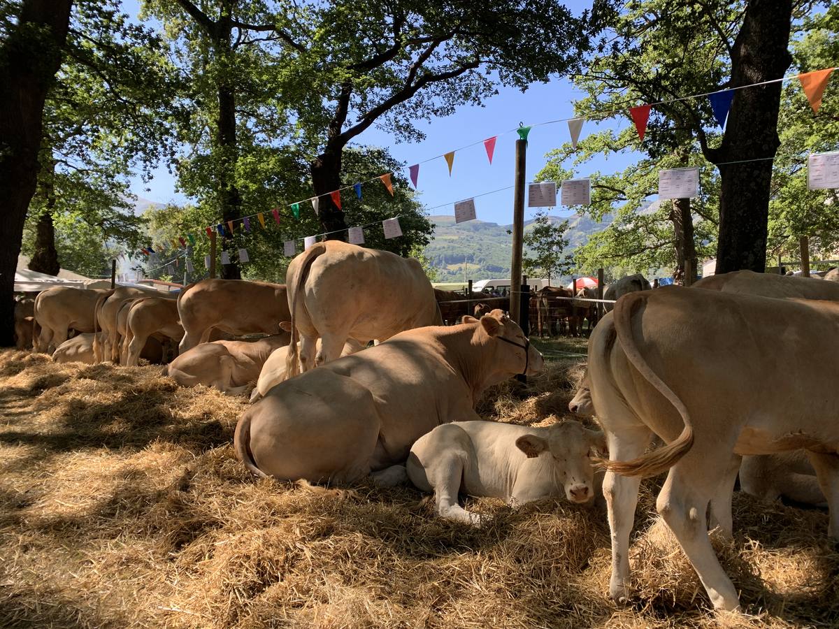 Fotos: Todos a La Gándara por el Día de Soba