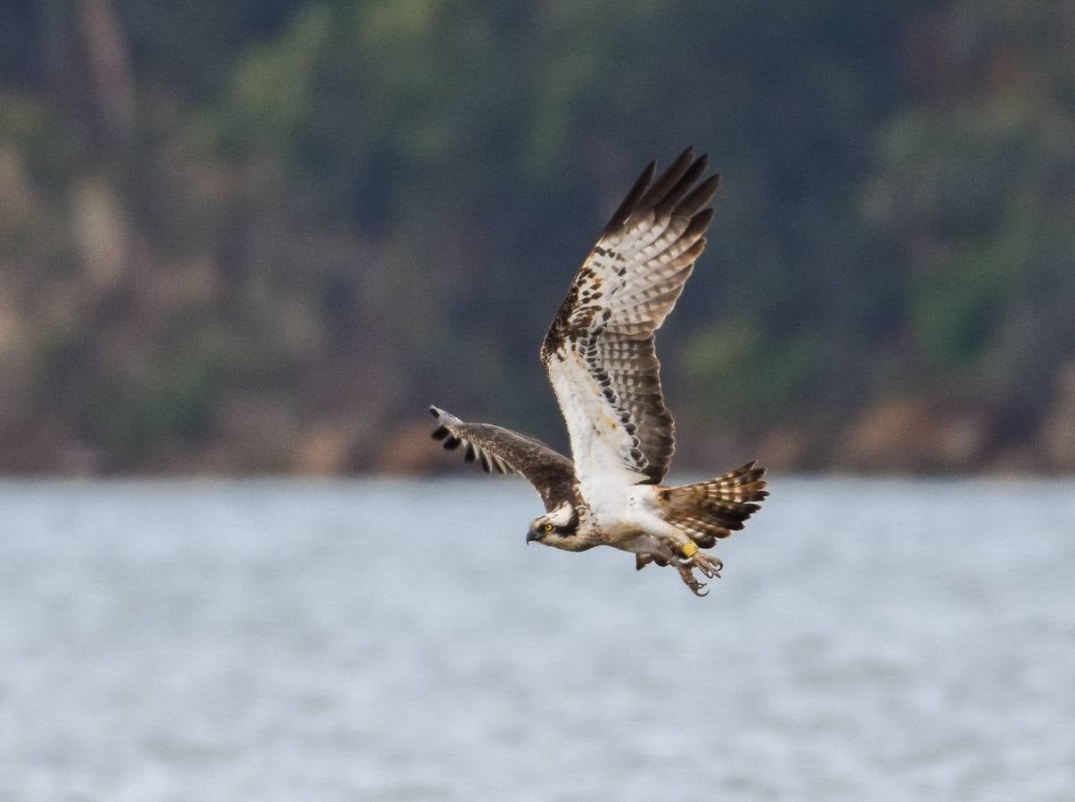 Imágenes de las visitas guiadas para la observación de aves en la bahía y de las águilas pescadoras, el principal reclamo del programa de turismo sostenible que abandera Marina de Cudeyo