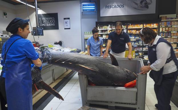 Imagen principal - Un atún rojo de 375 kilos desembarca en un súper de Cantabria