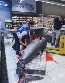 Imagen secundaria 2 - Un atún rojo de 375 kilos desembarca en un súper de Cantabria