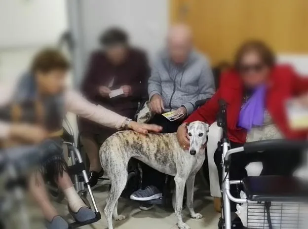 Un galgo, en un centro de mayores de la región.