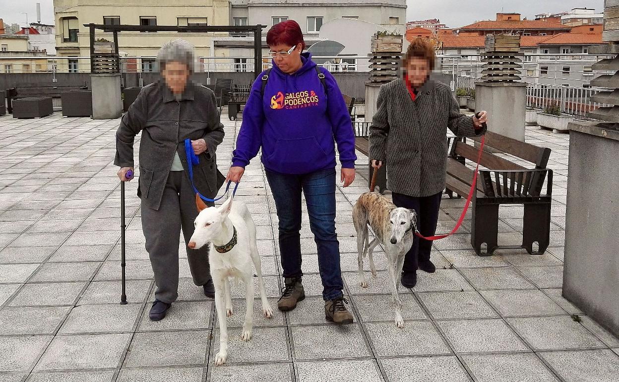 Una sesión de paseo con un par de galgos.