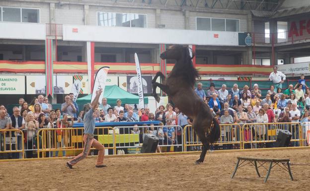 Uno de los premios especiales del concurso y escenas del espectáculo de doma india, en el Mercado Nacional de Ganados. 