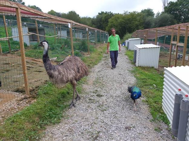 Alfonso Domínguez realiza visitas guiadas en su granja de Luey. 