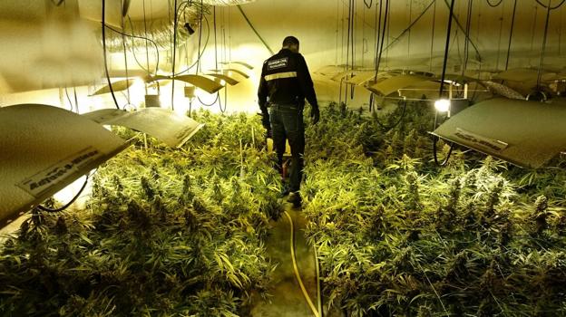 Imagen de archivo de una de las grandes plantaciones 'indoor' de marihuana desmanteladas en Cantabria. 