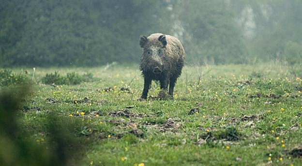 Un jabalí en un monte de Palombera Oeste, en la comarca cinegetica de Campoo. El cupo allí será este curso de cinco cochinos. 