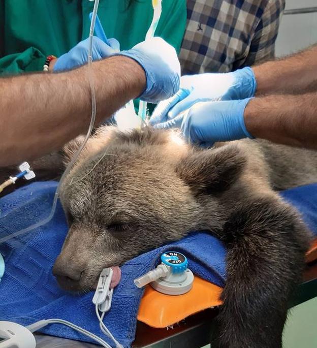 Foto de la osezna en el Centro de Recuperación de Fauna Silvestre de Villaescusa.. En el vídeo, las imágenes de su rescate en Asturias hace tres meses.