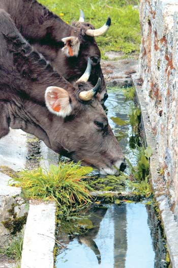 El ganado principal de la comarca es el bovino