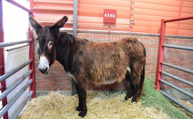 Imagen principal - Nueve ganaderías cántabras han sido premiadas en la prestigiosa feria Salamaq 2019