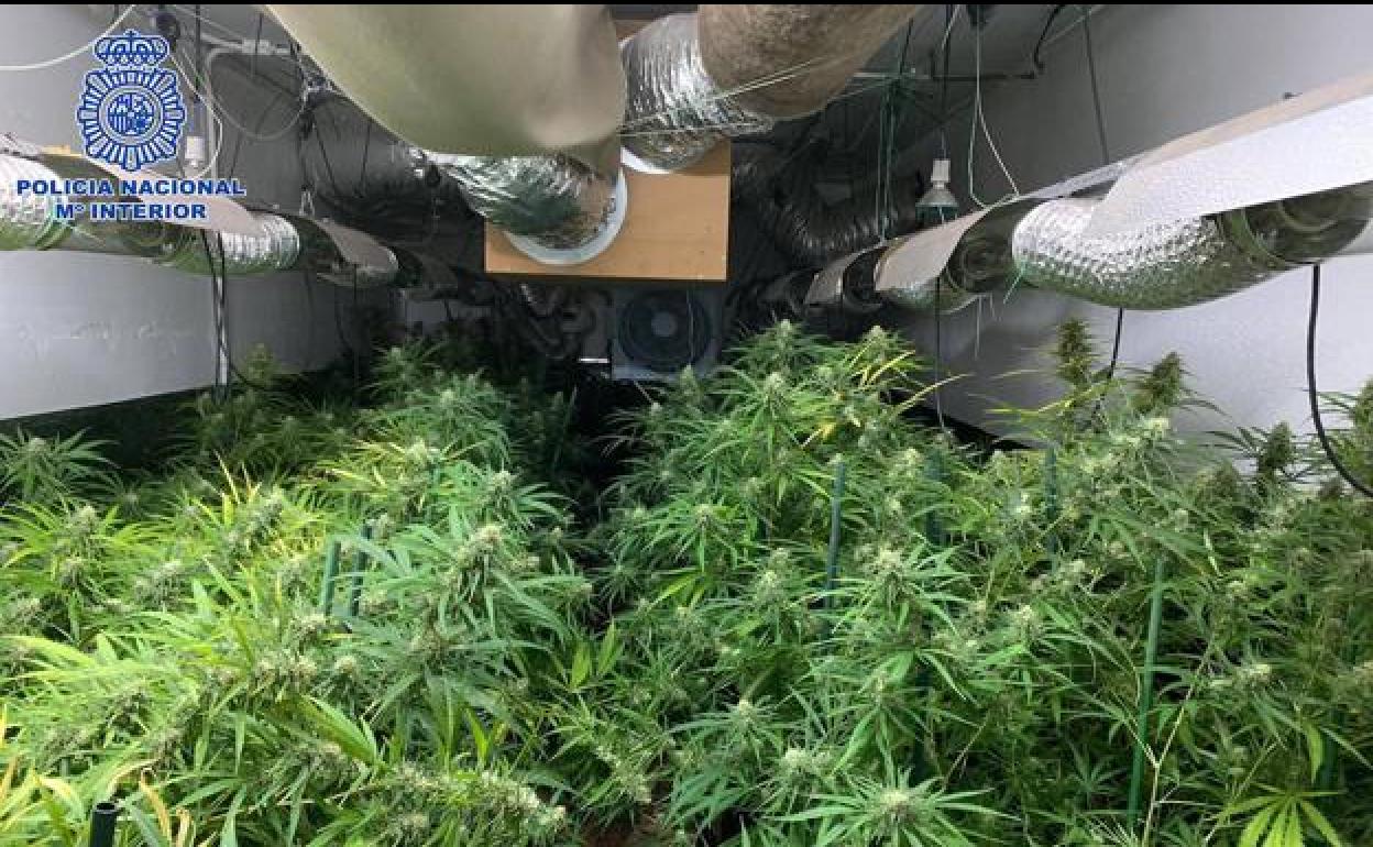 Tres detenidos con 500 plantas de marihuana en un chalé de Sámano