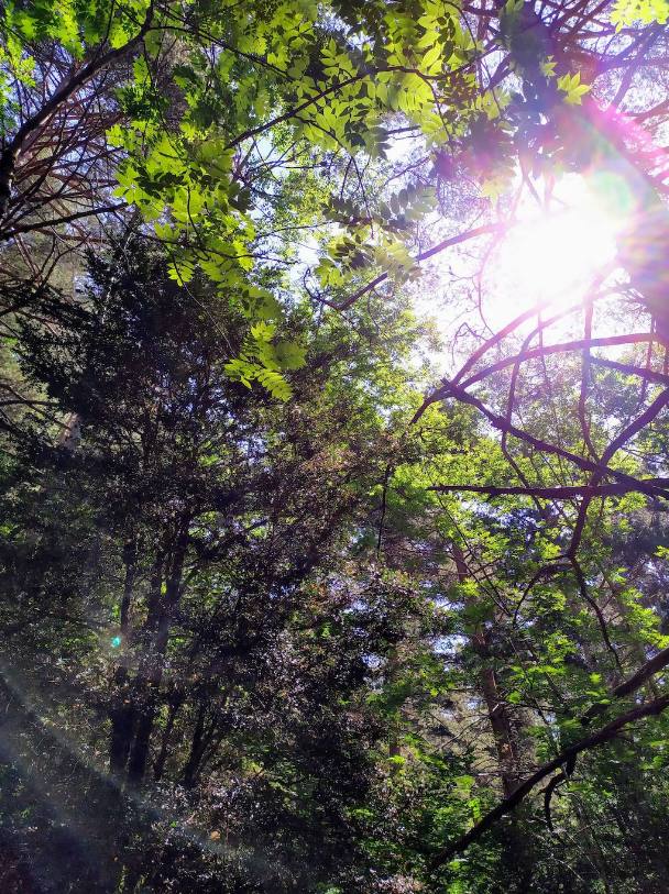 Los primeros metros transcurren por un bosque de pinos de gran belleza.