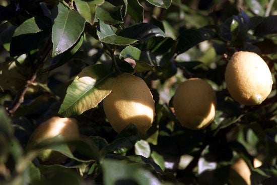 Los limones de Novales se han convertido en uno de los productos más conocidos y apreciados de la región.