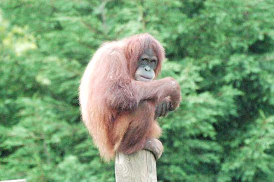 Orangután, en el Zoo de Santillana.