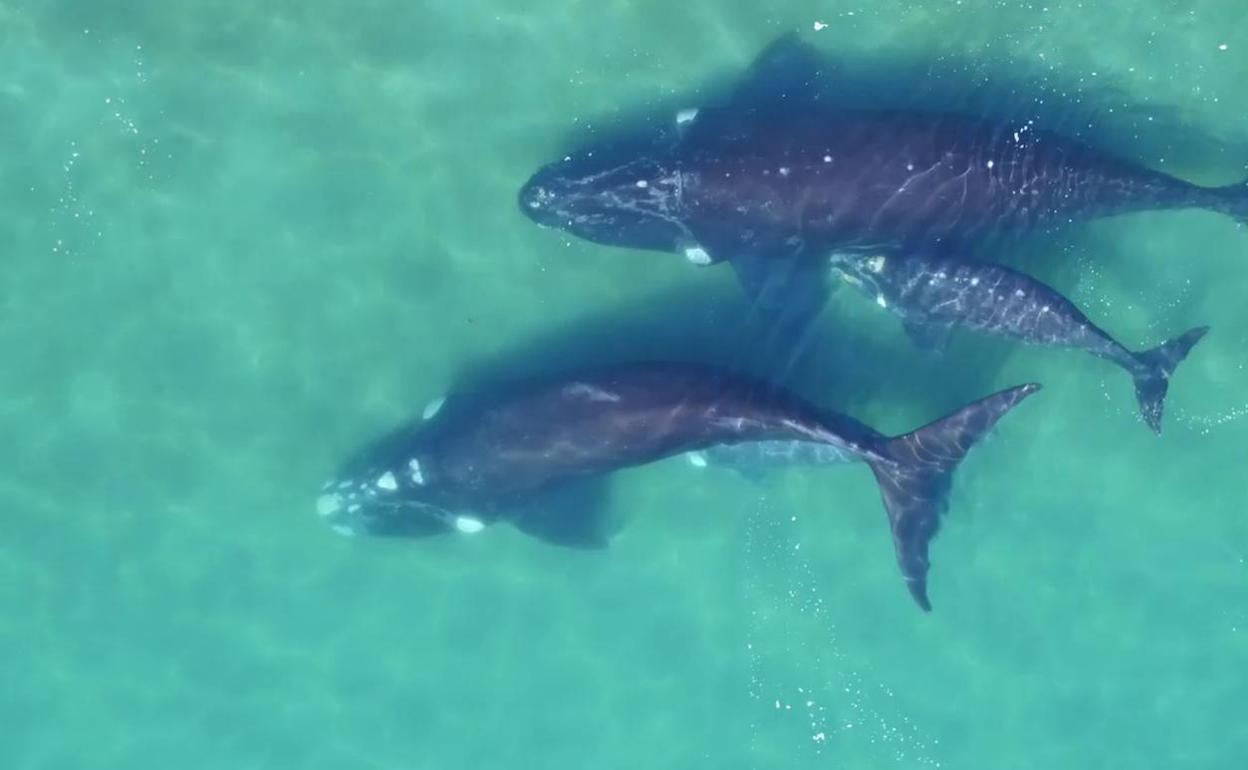 Ballena, sonría por favor