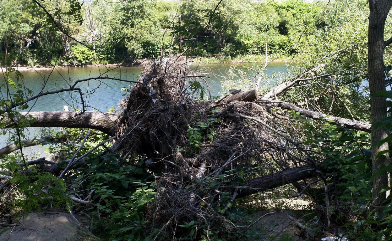 Destrozos en el río Besaya a su paso por Torrelavega tras las ultimas riadas.