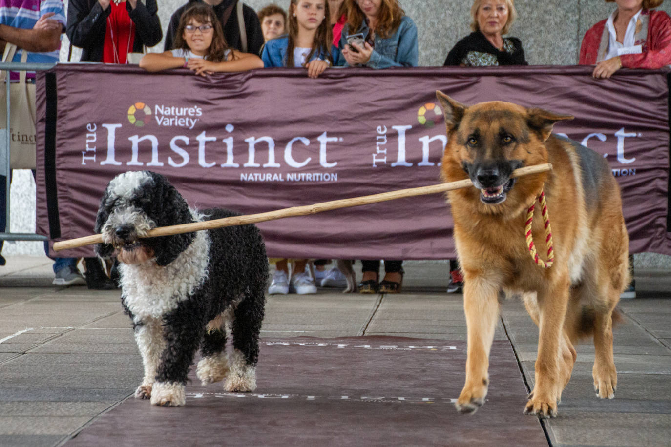 El centro comercial celebró la décima edición de este evento que premió a los perros más bonitos, simpáticos y educados