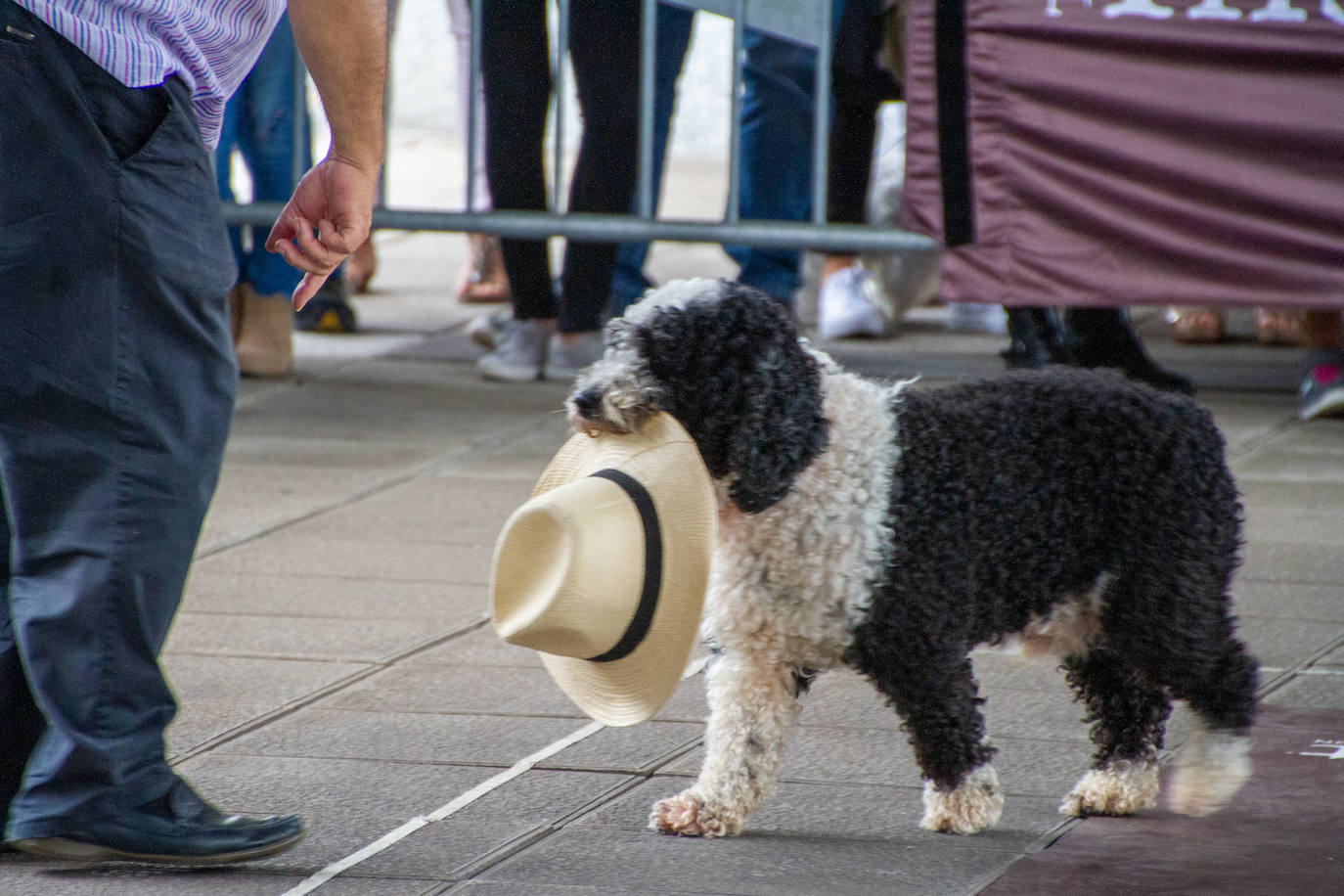 El centro comercial celebró la décima edición de este evento que premió a los perros más bonitos, simpáticos y educados