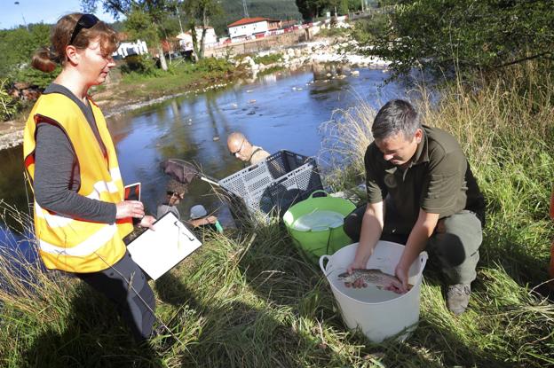 Varios ejemplares de lobo de río aparecieron este miércoles durante el trasvase de peces. 