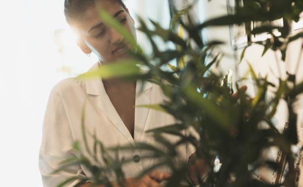 Las plantas se han convertido en un elemento clave de la decoración en nuestras casas.