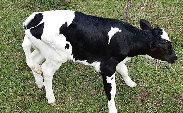 El ternero, con la quinta pata que le ha nacido cerca del rabo.