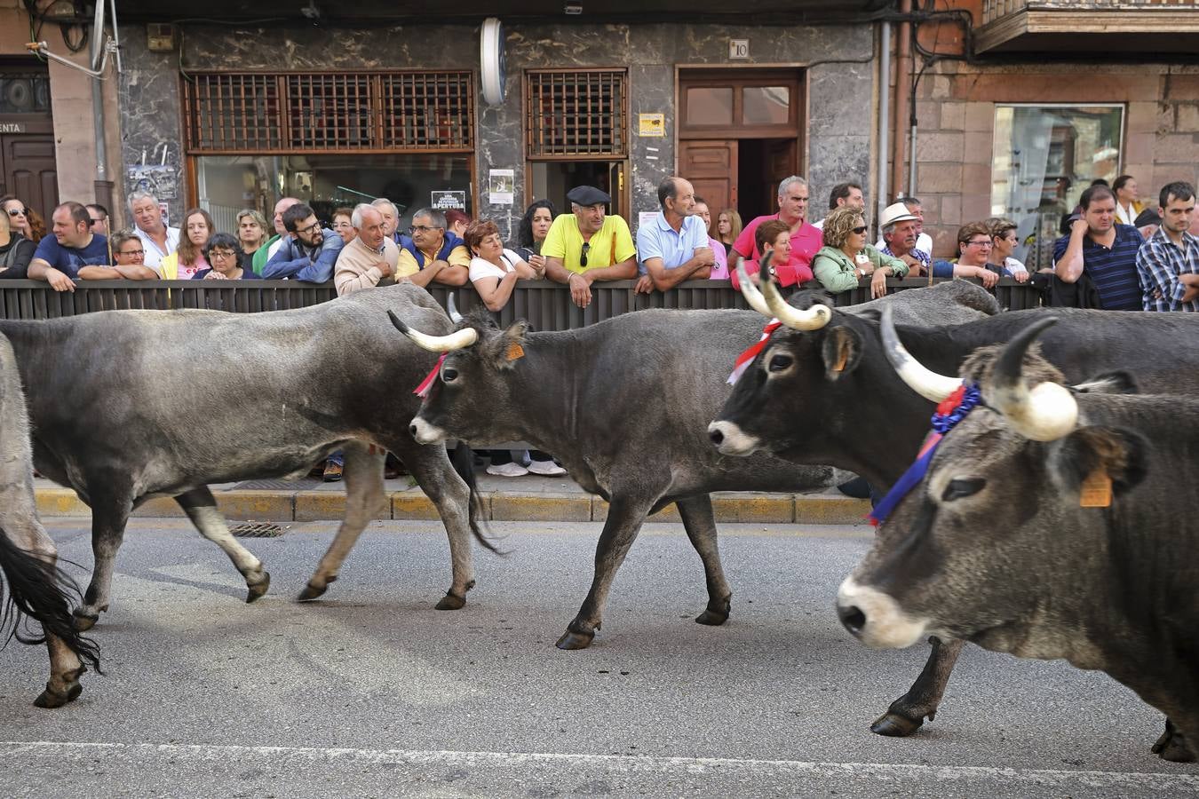 Fotos: Olimpiada del Tudanco en Cabezón de la Sal
