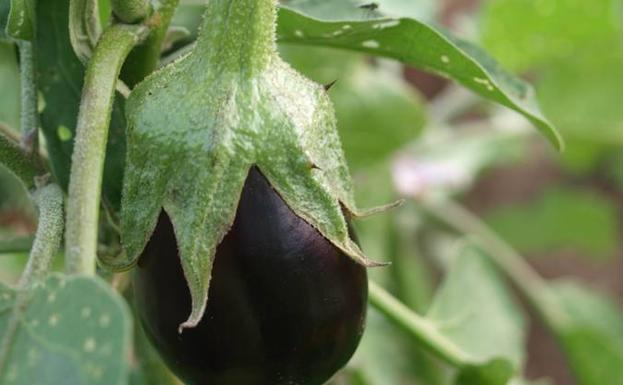 Este fruto vegetal pertenece a la familia del los pimientos y los tomates. 