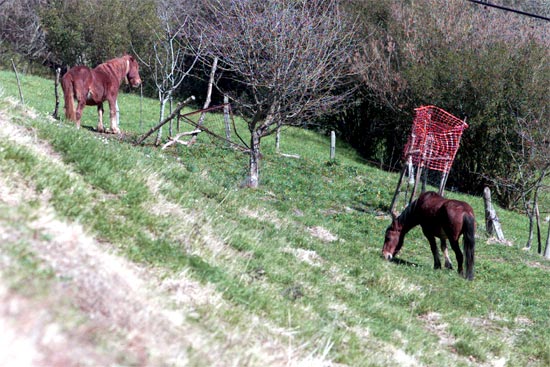 La riqueza agraria del valle y la abundante ganadería fueron tradicionalmente los sustentos principales de los corraliegos.