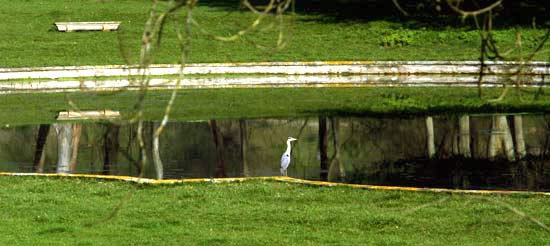 Una garza, en el estanque del palacio de Los Hornillos de Las Fraguas.