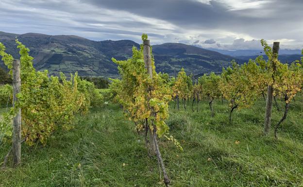 Parte de los viñedos de la finca de Castillo Pedroso.