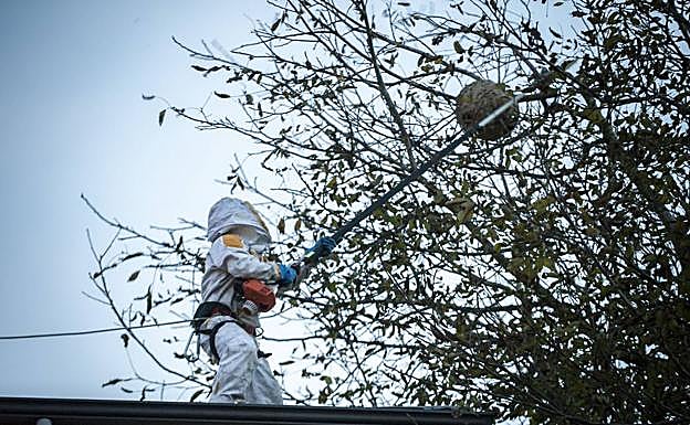 Los ayuntamientos critican la lista de espera de Tragsa para quitar nidos de avispa asiática