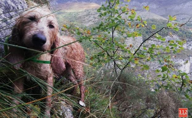 Imagen principal - Los bomberos rescatan a un perro que llevaba dos días enriscado en Bejes