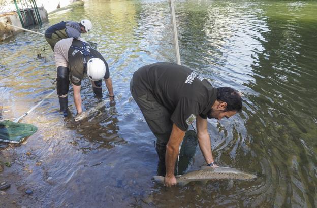 Los técnicos de Medio Natural cuentan y capturan los salmones en el río Pas, en Puente Viesgo. 