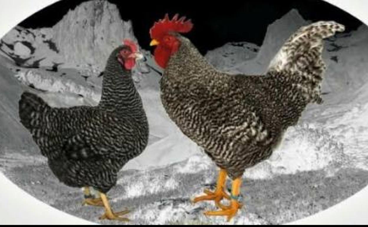 Torrelavega acoge la VII Exposición Avícola este fin de semana