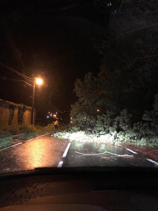 Un árbol cortó la carretera a la Bien Aparecida.