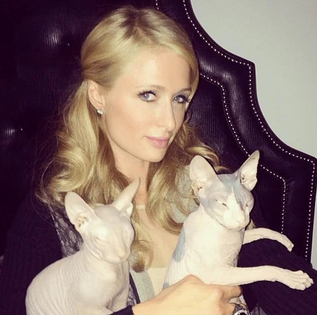 Hasta Paris Hilton cuenta con gatos sin pelo entre sus mascotas.